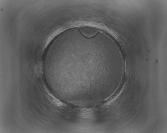 X0000067391501200603311246