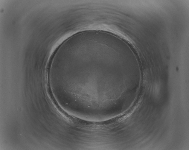 X0000067391517200603311246