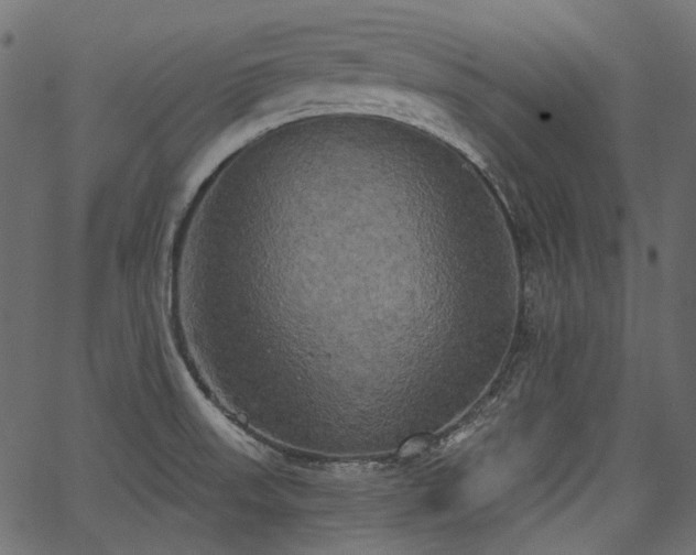 X0000067391523200603311246