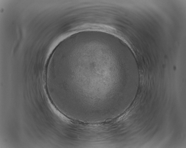 X0000067391531200603311246