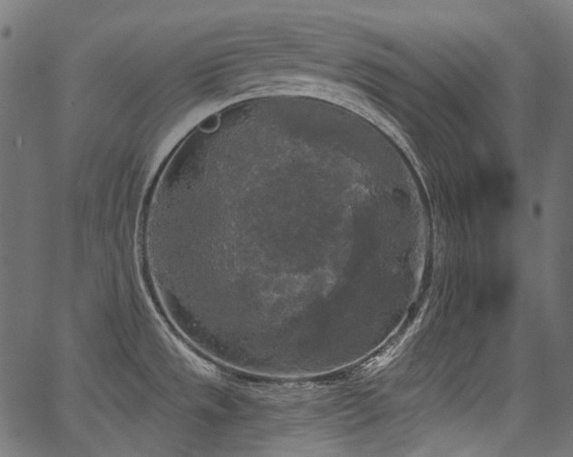 X0000067391533200603311246