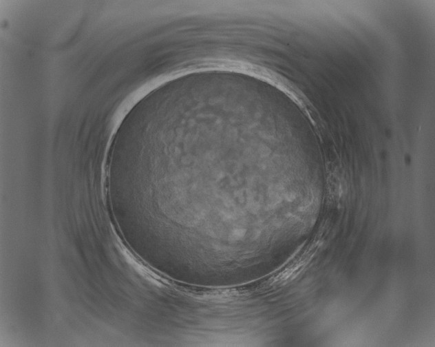 X0000067391535200603311246