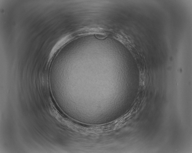 X0000067390004200604031044