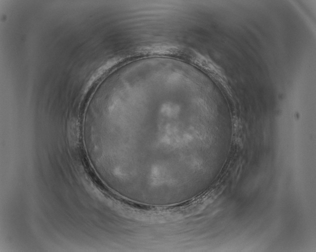 X0000067390012200604031044