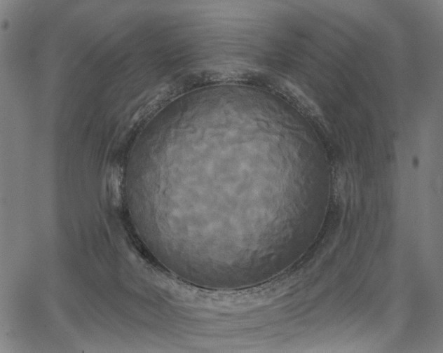 X0000067390026200604031044