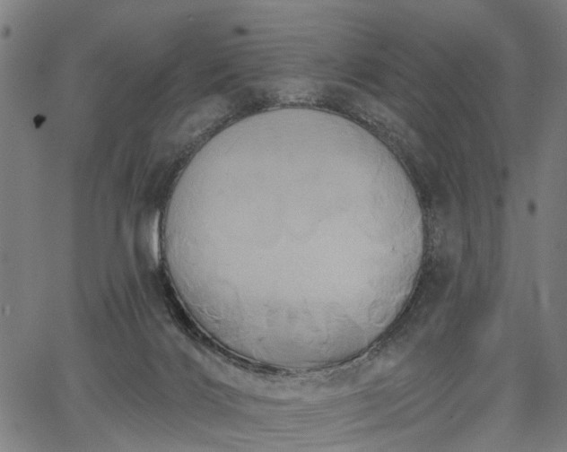 X0000067390028200604031044