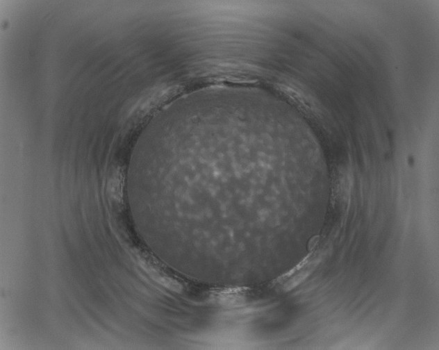 X0000067390078200604031043