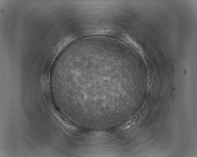 X0000067390107200604031042