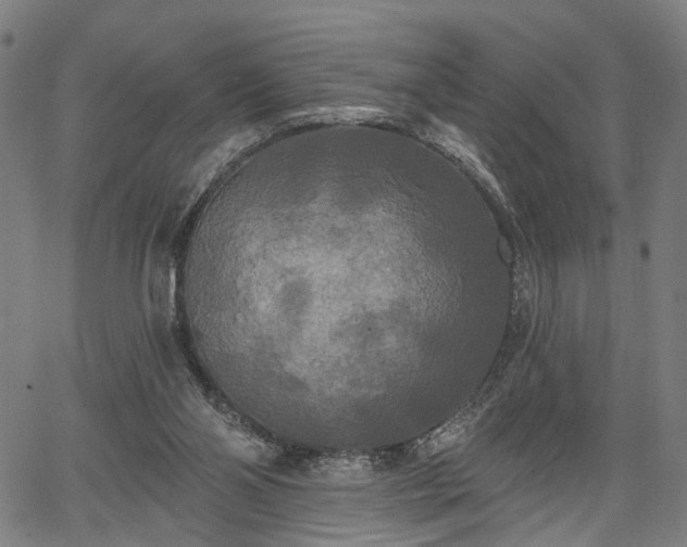 X0000067390110200604031042