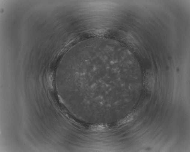 X0000067390131200604031042