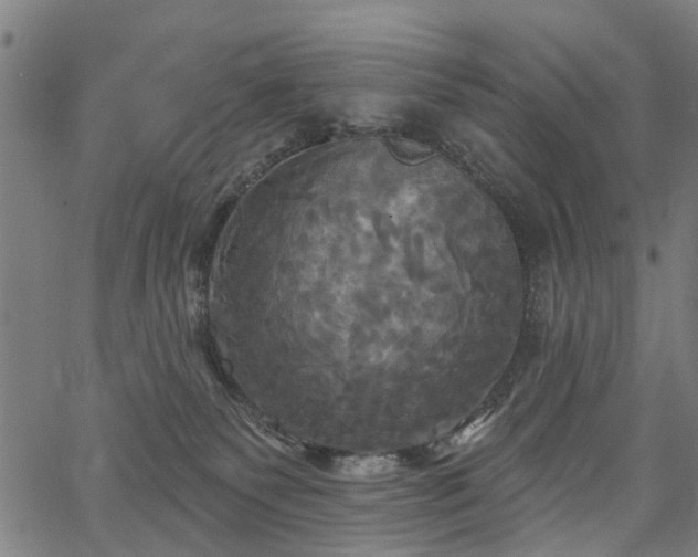 X0000067390135200604031042