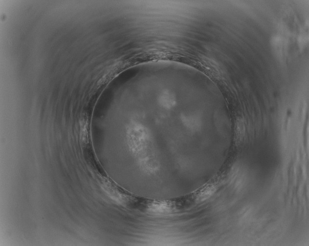 X0000067390177200604031042