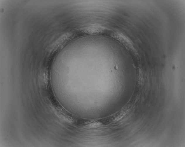 X0000067390210200604031041