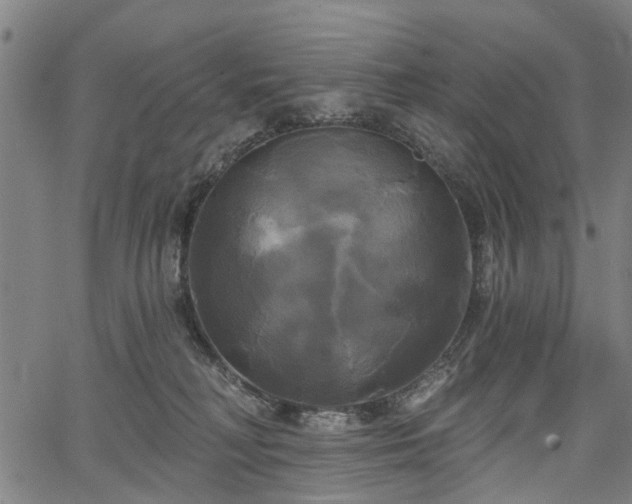 X0000067390230200604031040