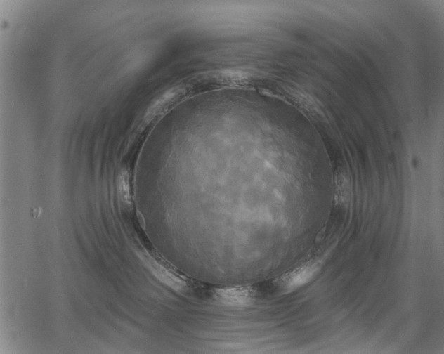 X0000067390238200604031040