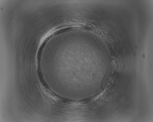 X0000067390246200604031040