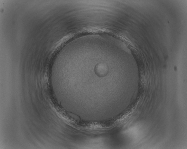 X0000067390256200604031040