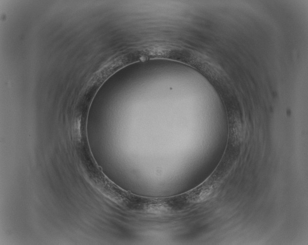 X0000067390262200604031040