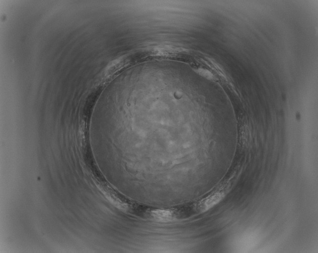 X0000067390265200604031040