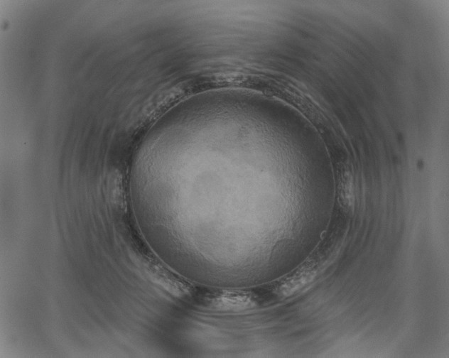 X0000067390270200604031040