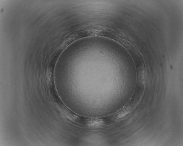 X0000067390274200604031040