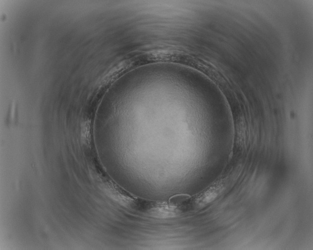 X0000067390278200604031040