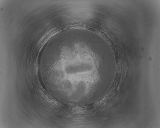 X0000067390290200604031039