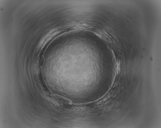 X0000067390291200604031039