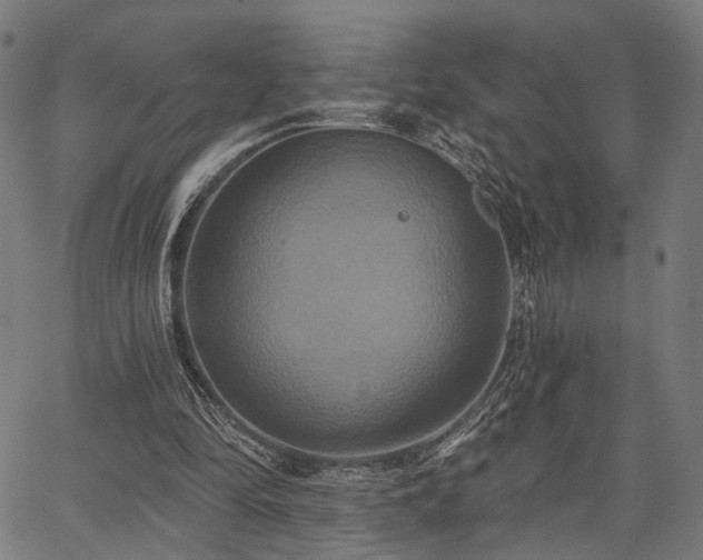 X0000067390294200604031039