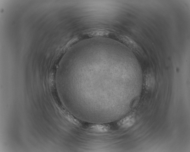 X0000067390326200604031039