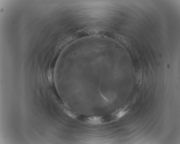 X0000067390335200604031039