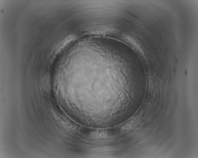 X0000067390354200604031038