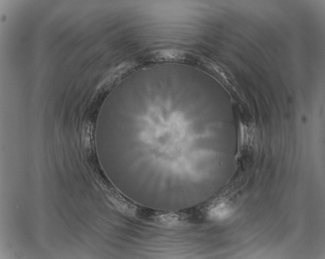 X0000067390423200604031037