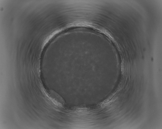 X0000067390438200604031036