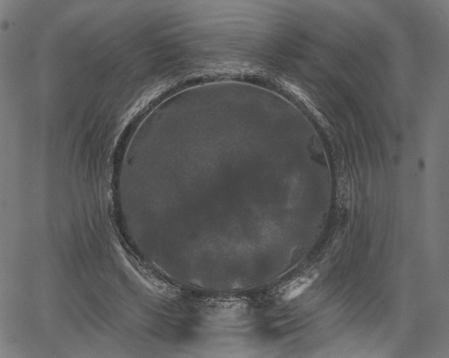 X0000067390443200604031037