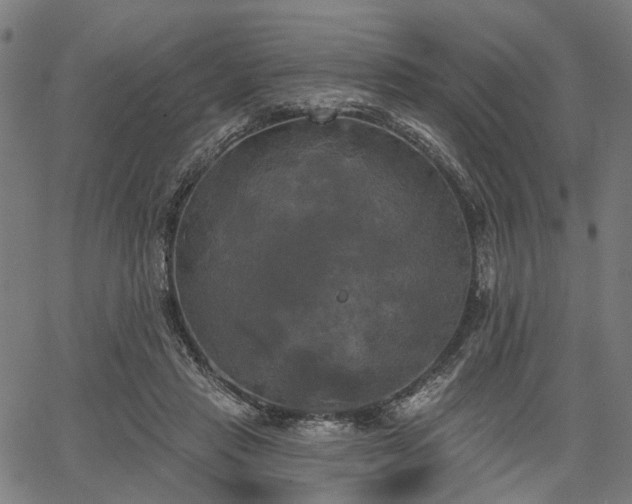 X0000067390453200604031037