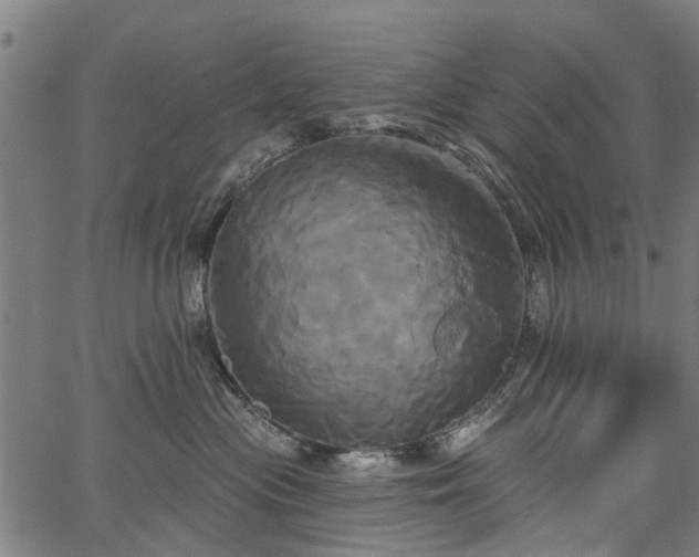 X0000067390477200604031037