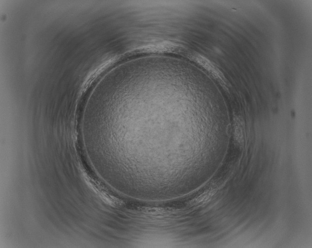 X0000067390486200604031036