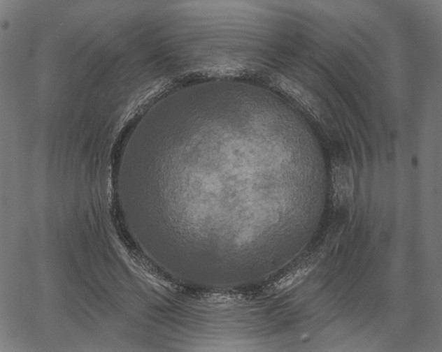 X0000067390494200604031036