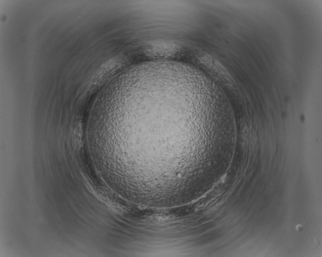 X0000067390498200604031036