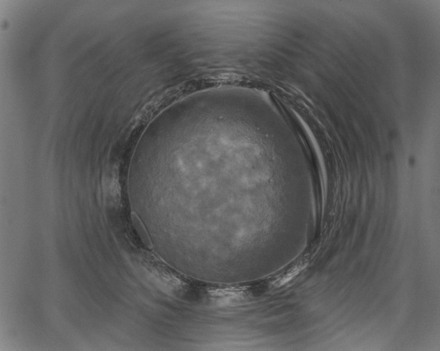 X0000067390516200604031036