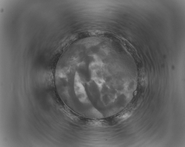 X0000067390523200604031036