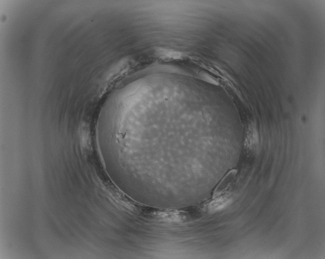 X0000067390524200604031036