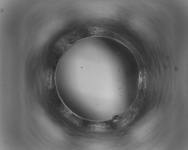 X0000067390525200604031036