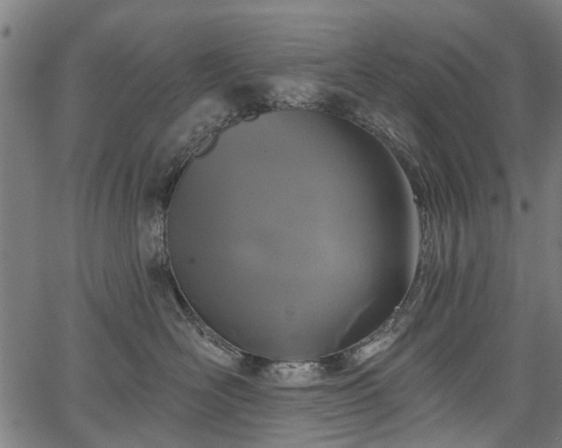 X0000067390526200604031036