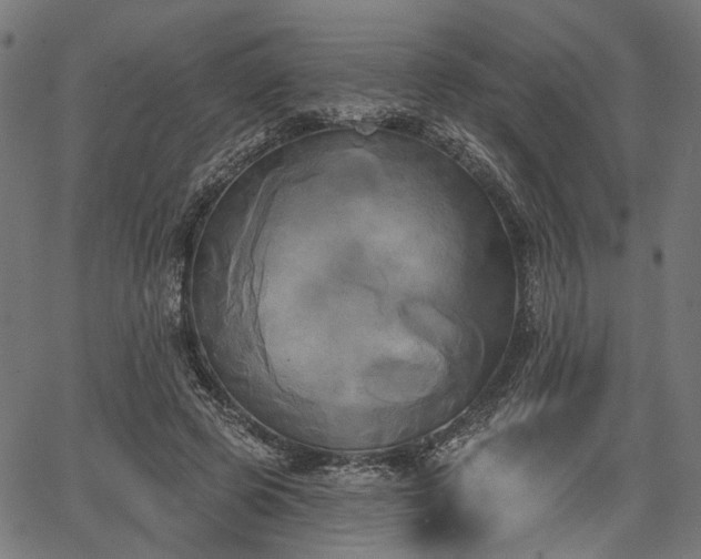 X0000067390545200604031035