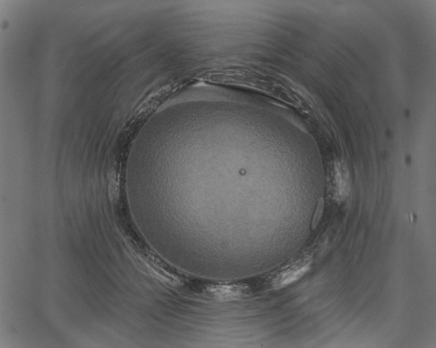 X0000067390558200604031035