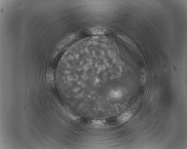 X0000067390573200604031036