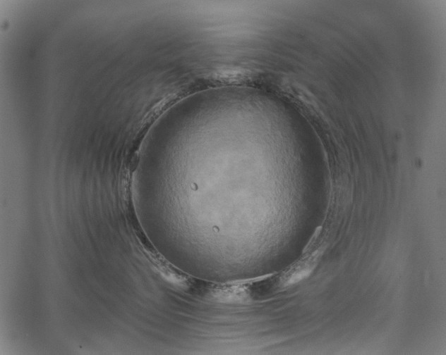 X0000067390576200604031036