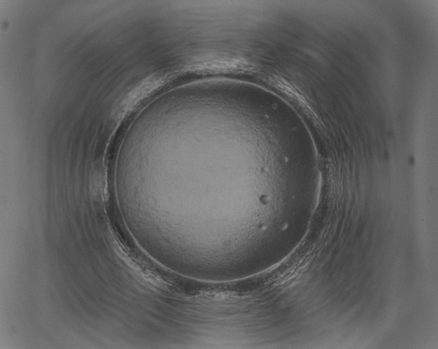 X0000067390582200604031035